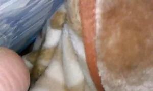 بلوند تسلیم عکس سکس کون تپل یک مرد سیاه پوست شد